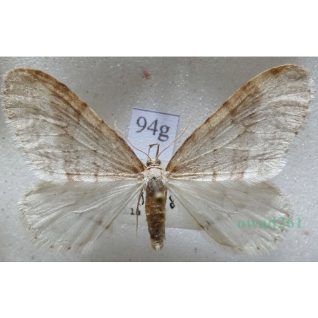 Operophtera fagata (Scharfenberg, 1805) male Piędzik siewierak Czech94g